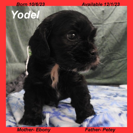 puppy, for, sale, Cocker Spaniel, Joe & Cherri  Overlease, dog, breeder, Miller, MO, dog-breeder, puppy-for-sale, forsale, nearby, find, puppyfind, locator, puppylocator, aca